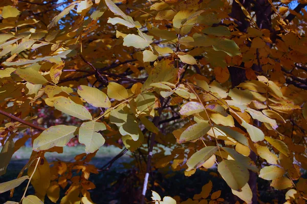 Kolorowe jesienne liście — Zdjęcie stockowe