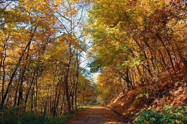 Beautiful autumn colors in the forest — Stock Photo, Image