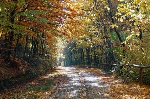 Schöne Herbstfarben im Wald — Stockfoto