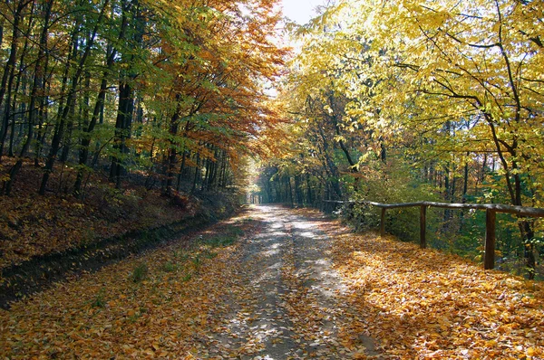 Beautiful autumn colors in the forest — Stock Photo, Image