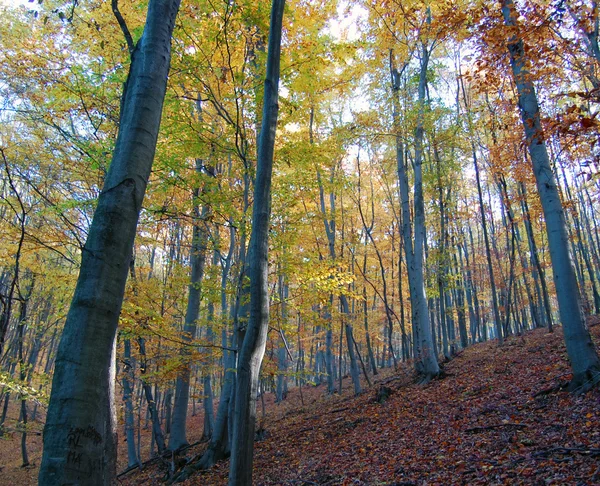 Schöne Herbstfarben im Wald — Stockfoto