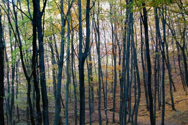 Bellissimi colori autunnali nella foresta — Foto Stock