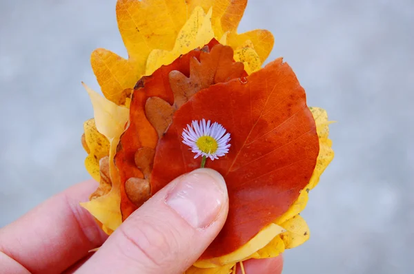 Kleurrijke herfstbladeren — Stockfoto