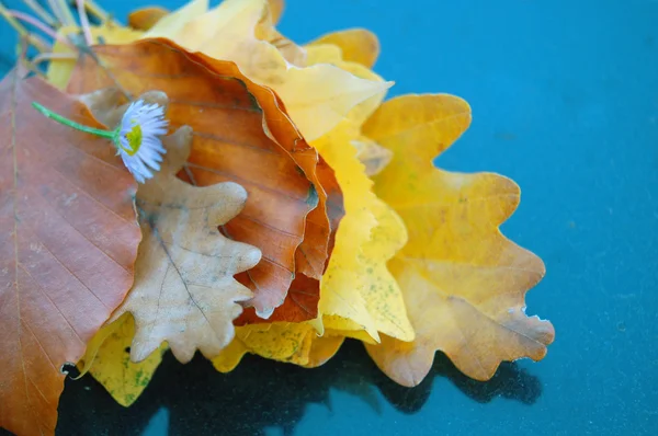 Kleurrijke herfstbladeren — Stockfoto