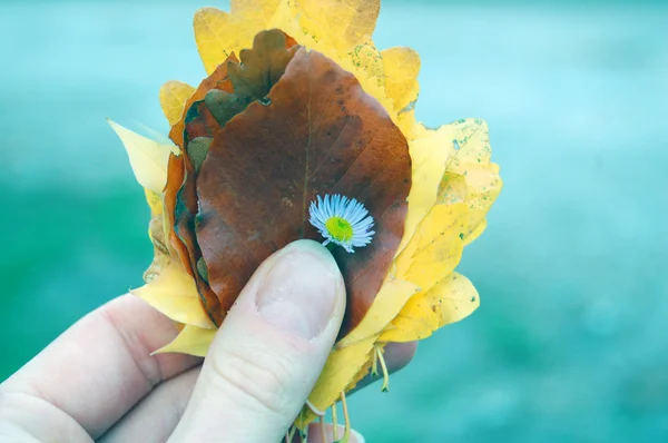 Kleurrijke herfstbladeren — Stockfoto