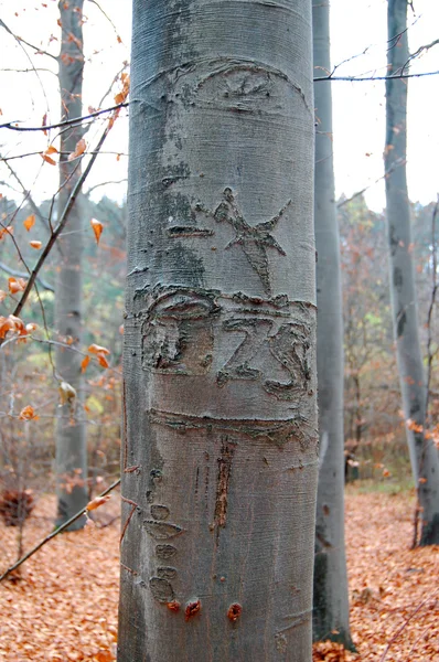 Carved tree in the woods — Stock Photo, Image