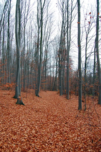 Schöne Herbstfarben im Wald — Stockfoto