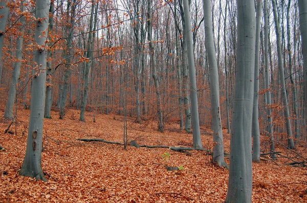 Piękne kolory jesieni w lesie — Zdjęcie stockowe