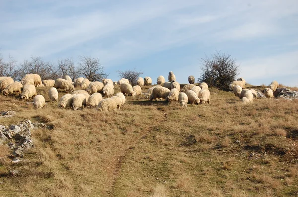 Стадо пасущихся овец — стоковое фото