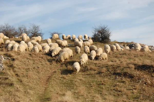 Flock av får bete — Stockfoto