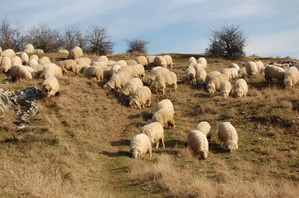 Rebanho de pastoreio de ovinos — Fotografia de Stock