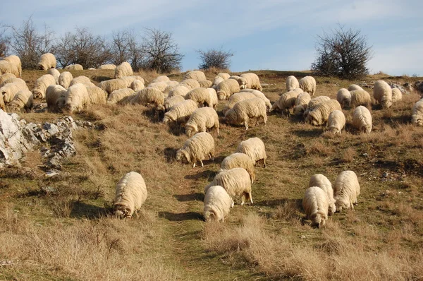 Gregge di ovini al pascolo — Foto Stock