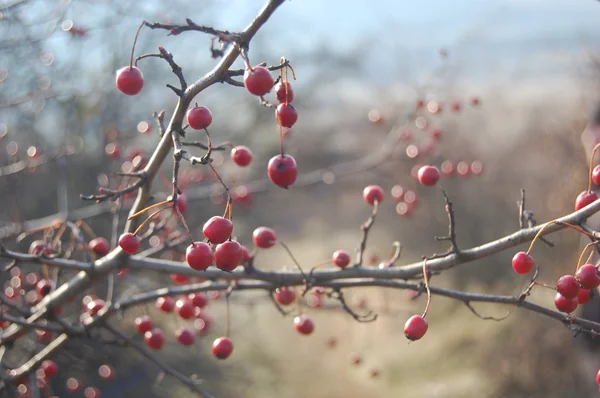 Hagebuttenbeeren auf dem Zweig, — Stockfoto