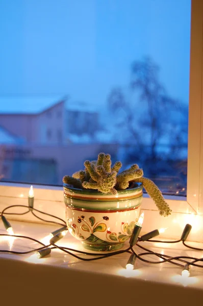 Kaktus w doniczka w oknie z Boże Narodzenie światła — Zdjęcie stockowe