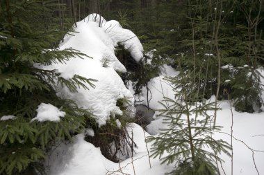Karanlık kar orman, Jeseniky, Çek Cumhuriyeti