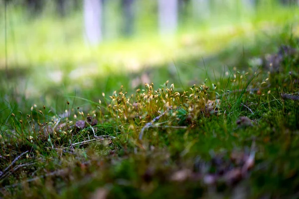 Färsk Grön Mossa Skogen — Stockfoto