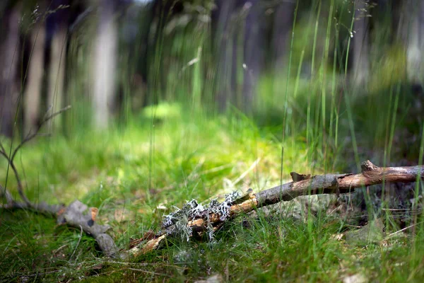 Yaz Ormanında Taze Yeşil Çayır — Stok fotoğraf
