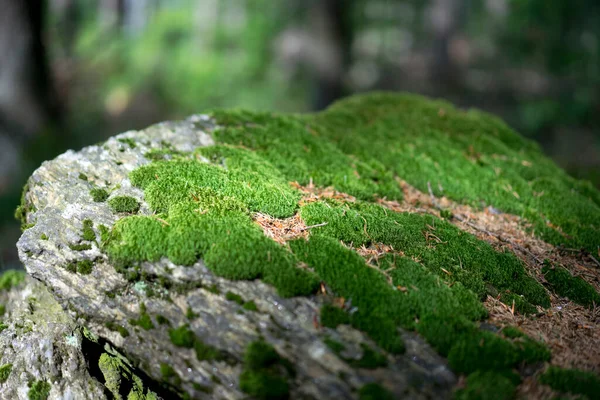 Mousse Verte Sur Rocher Dans Forêt — Photo