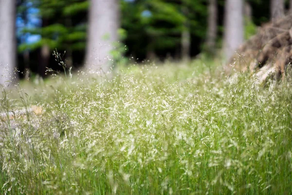 Färsk Grön Äng Sommarskogen — Stockfoto