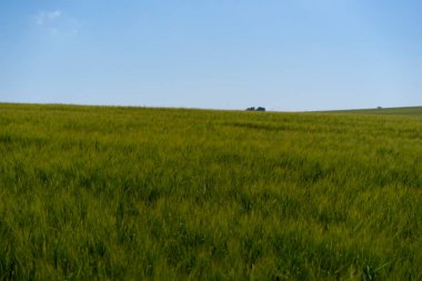 Sahada gün ışığı manzarası. Yazın taze çavdar ya da temiz mavi arka planda buğday. Peyzaj.