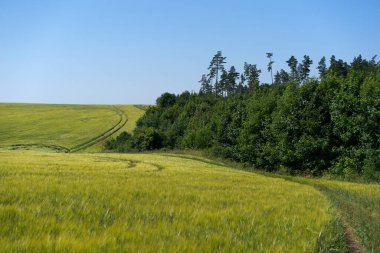Sahada gün ışığı manzarası. Yazın taze çavdar ya da temiz mavi arka planda buğday. Peyzaj.