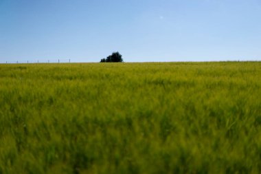 Sahada gün ışığı manzarası. Yazın taze çavdar ya da temiz mavi arka planda buğday. Peyzaj.