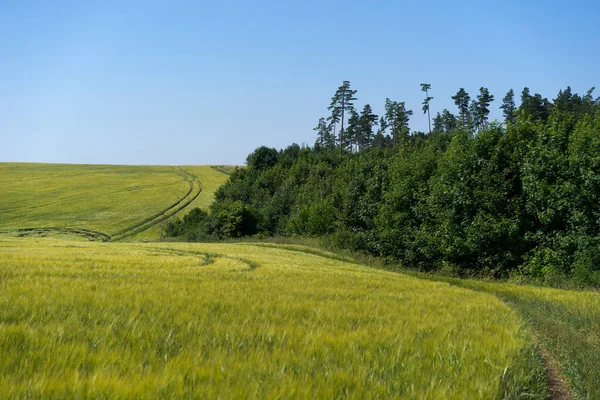 Scène Lumière Jour Sur Champ Avec Seigle Jeune Blé Été — Photo