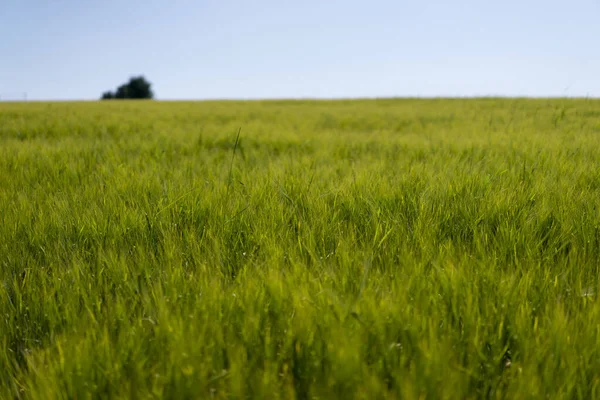 Cena Luz Dia Campo Com Centeio Jovem Trigo Verão Com — Fotografia de Stock