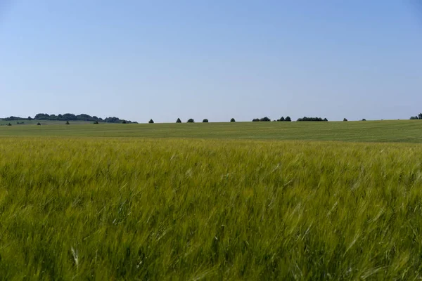 Scène Lumière Jour Sur Champ Avec Seigle Jeune Blé Été — Photo