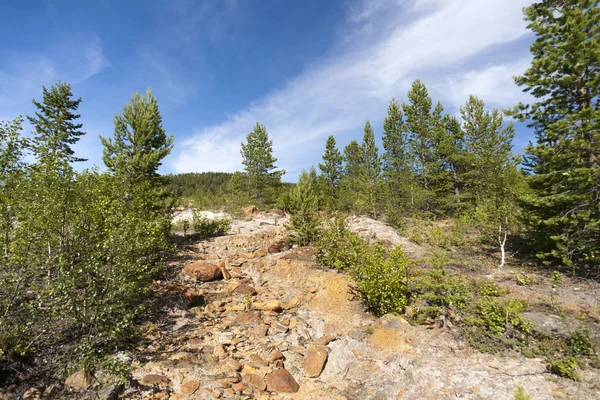 Reforestation of abandoned copper mine, Norway — Stock Photo, Image