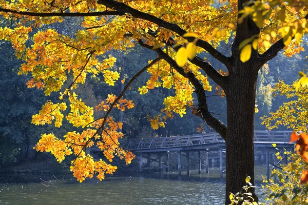 Árbol de otoño iluminado por el sol — Foto de Stock