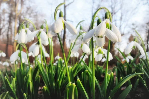 Blooming snowdrops in the garden — Stock Photo, Image