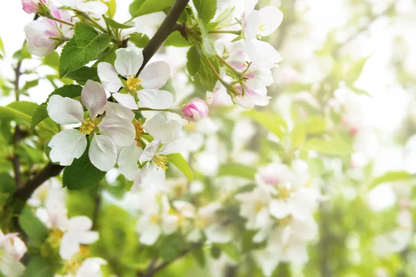 Весенний фон с яблочными цветами — стоковое фото