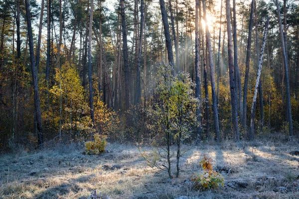 Δάσος τοπίο Ανατολή ηλίου — Φωτογραφία Αρχείου