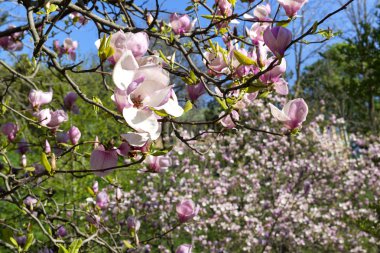 pembe Manolya ağacı