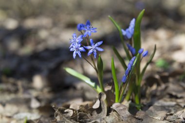 Erken Bahar Çiçekleri