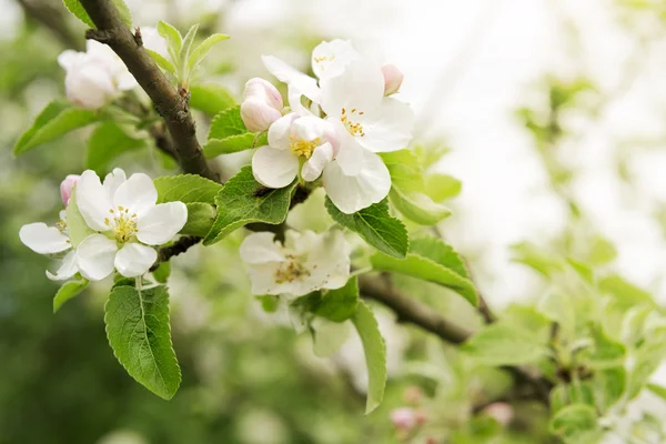 Flores de maçã fundo — Fotografia de Stock