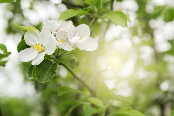 Primavera árvore de maçã — Fotografia de Stock