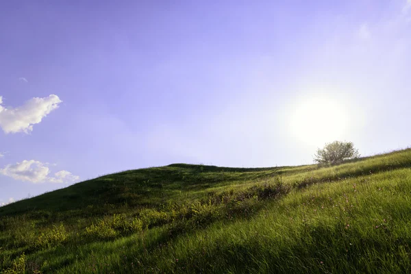 山上的草地 — 图库照片