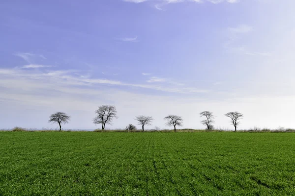 Зеленое поле с деревьями — стоковое фото