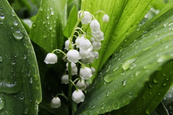 Lily flowers in the garden — Stock Photo, Image