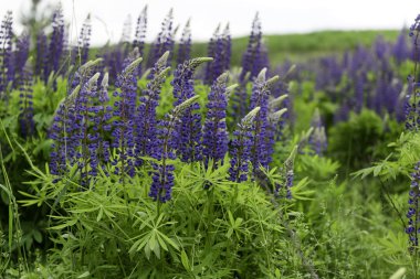 güzel delphinium çiçekler