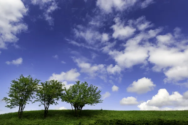 Cielo hermoso y árboles — Foto de Stock