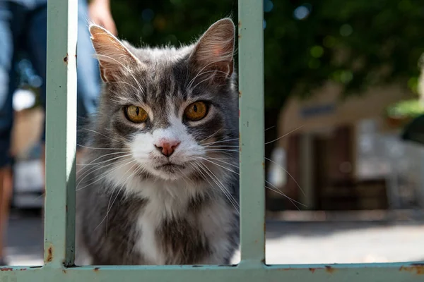Szegény Hajléktalan Macska Fémketrecben Állatok Utcán — Stock Fotó