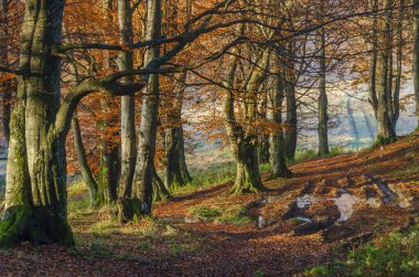 Sonbahar ormanında harika bir sabah. Yaprakları dökülen altın meşe ağaçları..