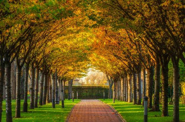Sonbahar parkında güneşli bir sokakta. Etrafı sıcak sonbahar güneşiyle aydınlatılmış sarı ağaçlarla çevrili manzaralı yürüyüş yolu. Sokak merkezine seçici odaklanma.