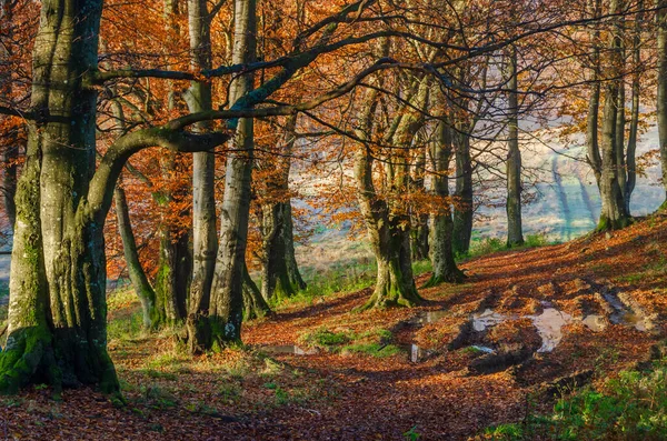 Geweldige Ochtend Het Herfstbos Gouden Eik Beukenbomen Met Vallende Bladeren — Stockfoto