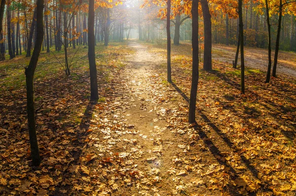 森の中で最後の暖かい秋の日 秋の公園の紅葉 — ストック写真