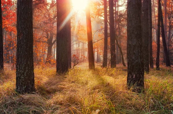 森の中で素晴らしい黄金の秋 暖かい太陽に照らされた美しい森 — ストック写真