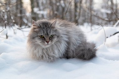 Karda sevimli bir kedi. Kış parkında huysuz, uzun saçlı kedi..